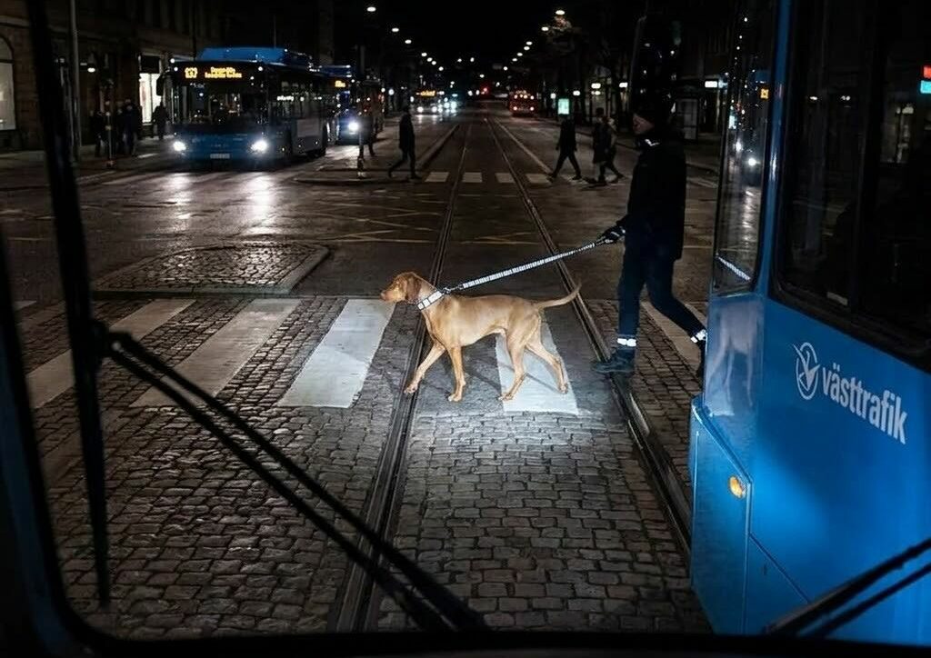 reflective gear for dogs city tram