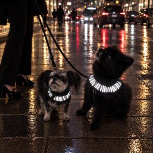 reflectiveband to put around dogs neck with a frill for dogs to be visible with much fur from Smart in the dark
